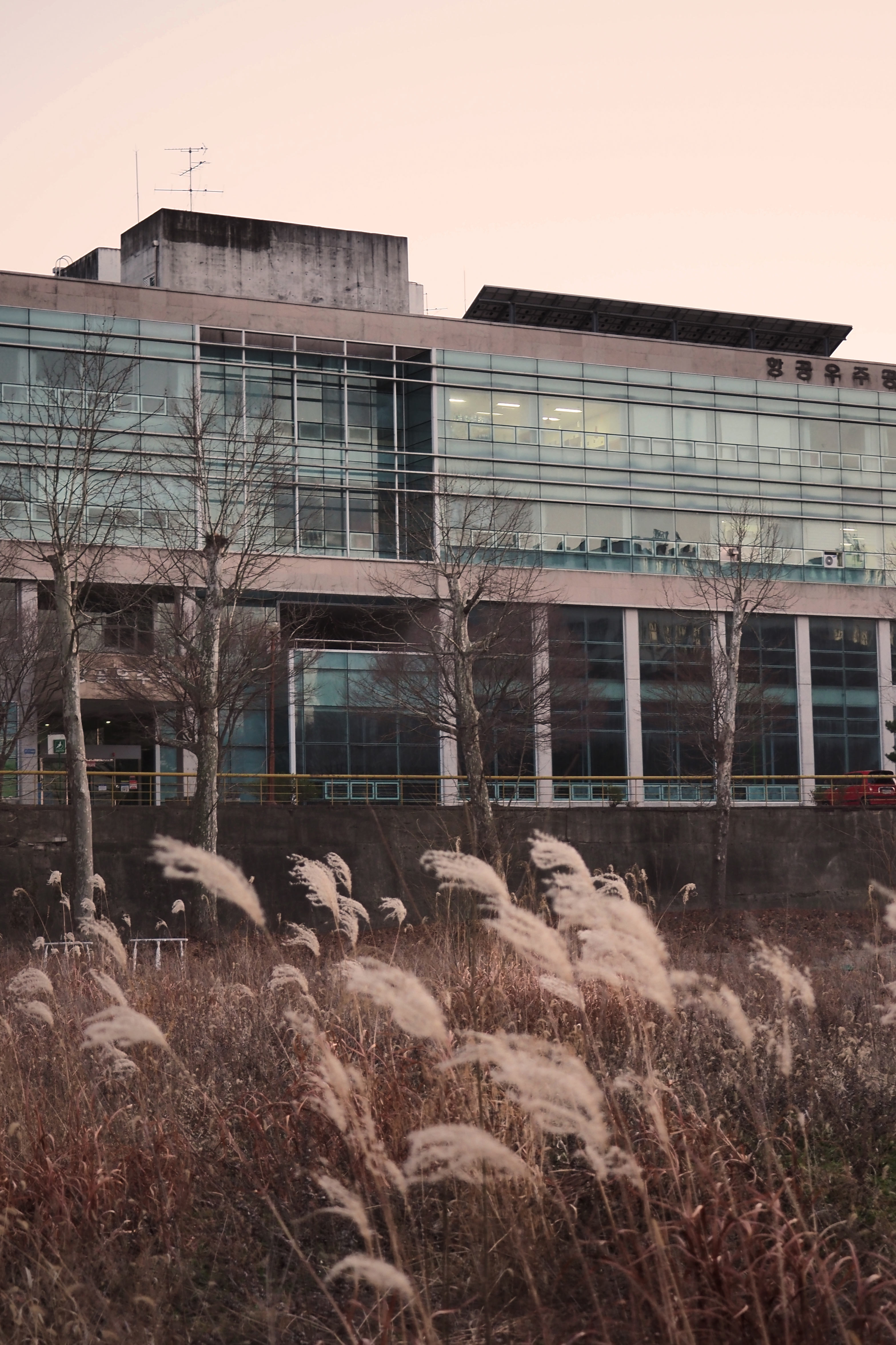 항공우주공학관 앞에 피어있는 갈대 대표이미지