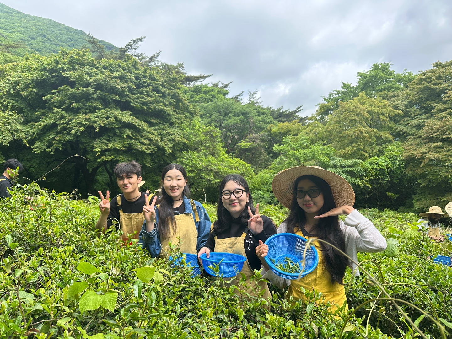 2025 외국인 유학생 대흥사 제다체험 Korean Tea Culture Experience 대표이미지